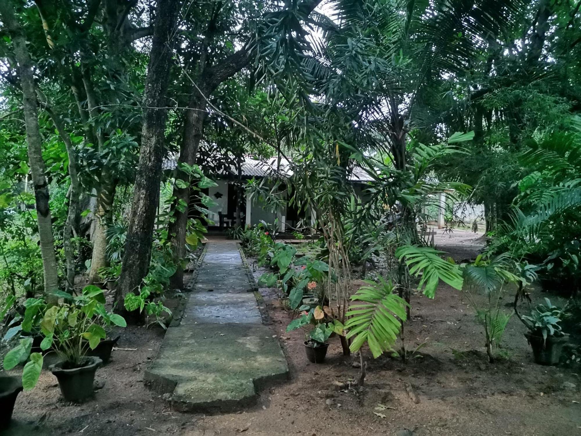 Sigiri Mango Garden Eco Resort Sigiriya Eksteriør billede