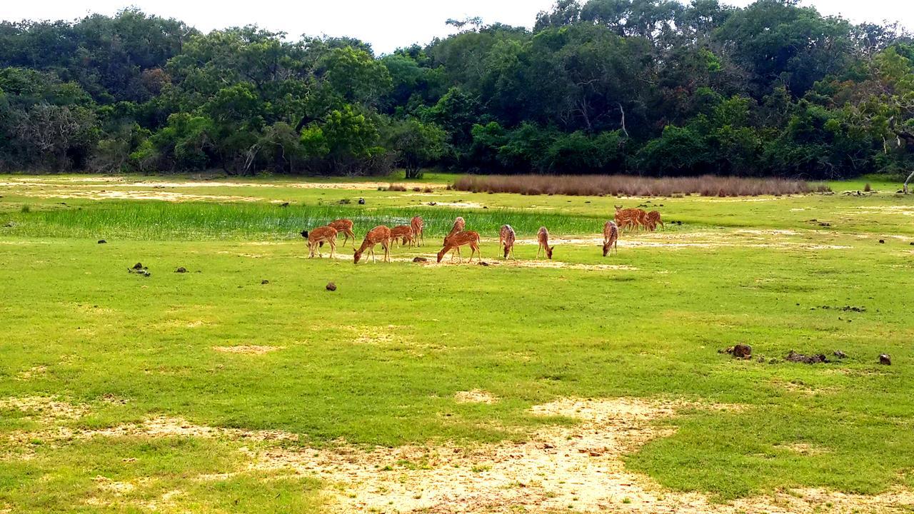 Sigiri Mango Garden Eco Resort Sigiriya Eksteriør billede