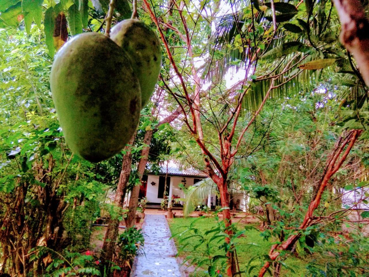 Sigiri Mango Garden Eco Resort Sigiriya Eksteriør billede